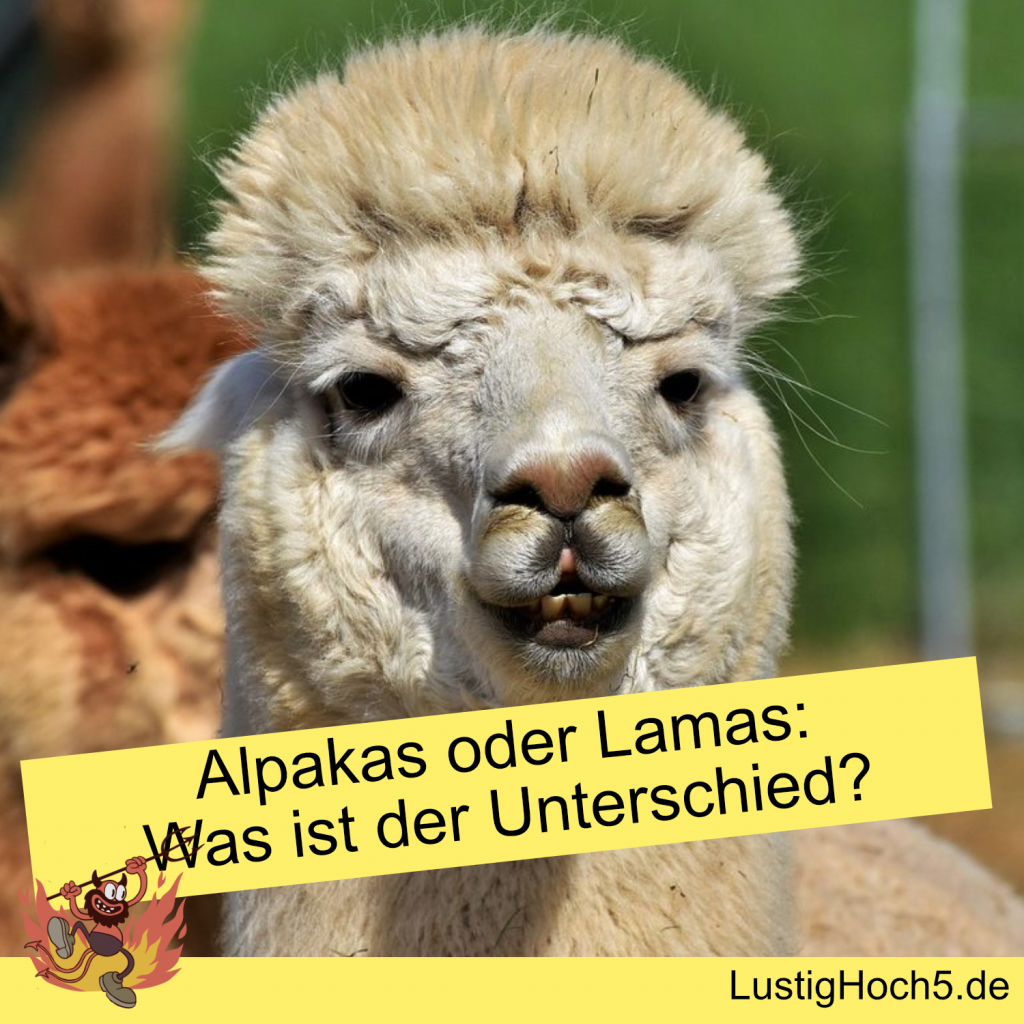 Alpakas oder Lamas: Was ist der Unterschied?