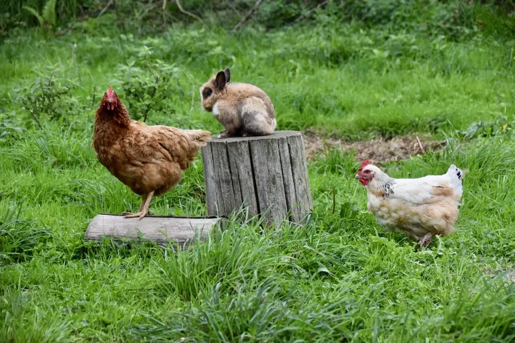 Hühner im Garten halten. Hahn, Huhn und Kanninchen.